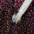 IMG_0219.PNG
